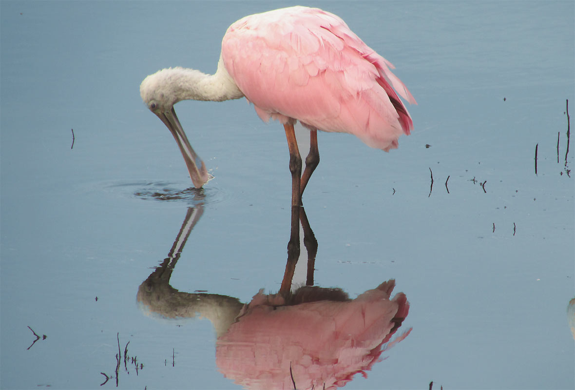 Spoonbill
